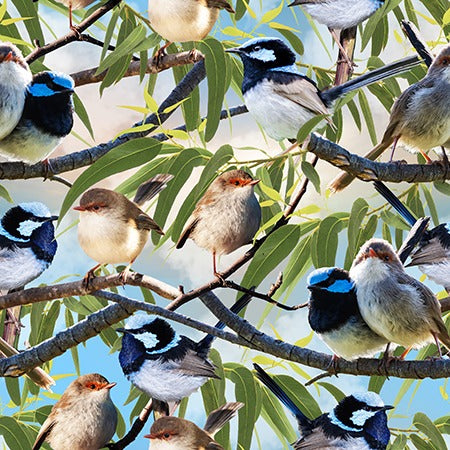 Superb Fairy Wren Charming Wrens